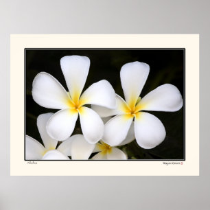 Aloha - Frangipani Blossoms - Hawaii Poster