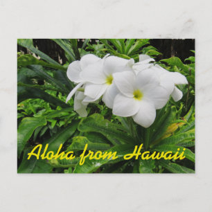 Aloha Hawaii White Plumeria Tropische Blume Postkarte