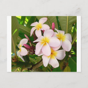 Aloha Hawaiian Frangipani Blossoms Brautparty Einladungspostkarte
