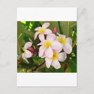 Aloha Hawaiian Frangipani Blossoms Brautparty Einladungspostkarte