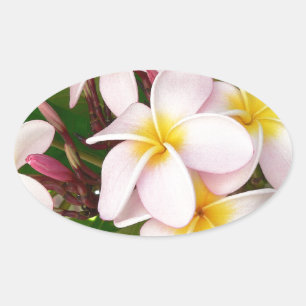 Aloha Hawaiian Frangipani Blossoms Brautparty Ovaler Aufkleber