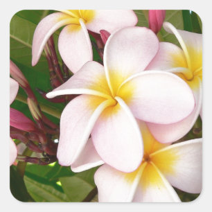 Aloha Hawaiian Frangipani Blossoms Brautparty Quadratischer Aufkleber
