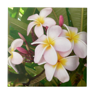 Aloha Hawaiian Frangipani Blossoms Plumerias Fliese