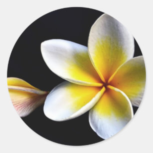 Aloha Hawaiian Frangipani Blossoms Plumerias Runder Aufkleber