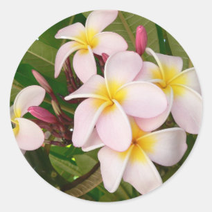 Aloha Hawaiian Frangipani Blüten Plumerien Runder Aufkleber