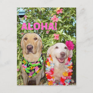 ALOHA! POSTKARTE