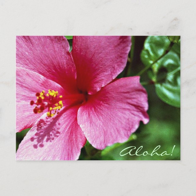 Aloha! Rosa Hibiskus Postkarte (Vorderseite)