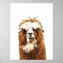 Alpaca Animal Portrait