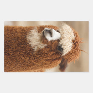 Alpaca-Aufkleber Rechteckiger Aufkleber