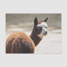 Alpaca Brown and White Animal Foto