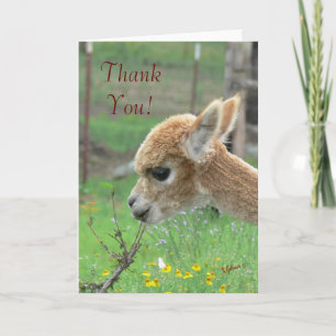Alpaca Dankeschön Karte