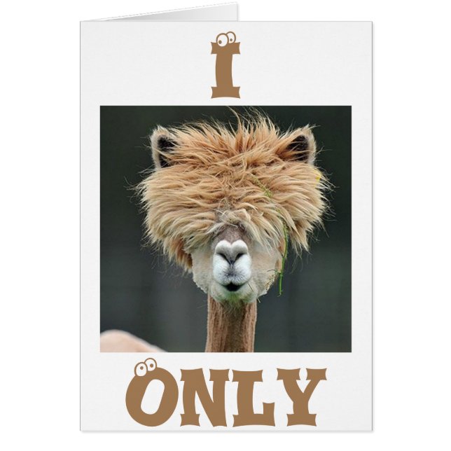 ALPACA DIT "JE N'AI QUE DES YEUX POUR VOUS" (Devant)