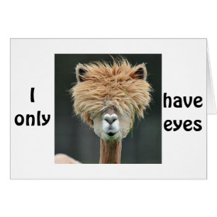 ALPACA DIT "JE N'AI QUE DES YEUX POUR VOUS"