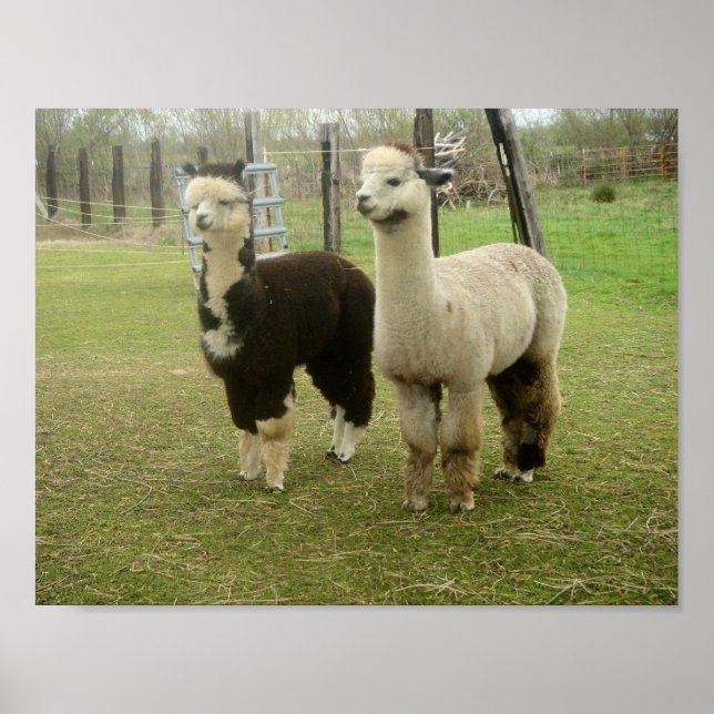 Alpaca Duo Poster (Vorne)