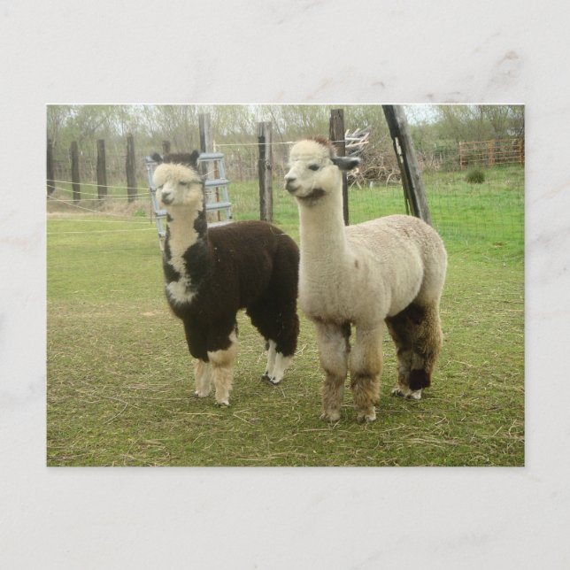 Alpaca Duo Postkarte (Vorderseite)