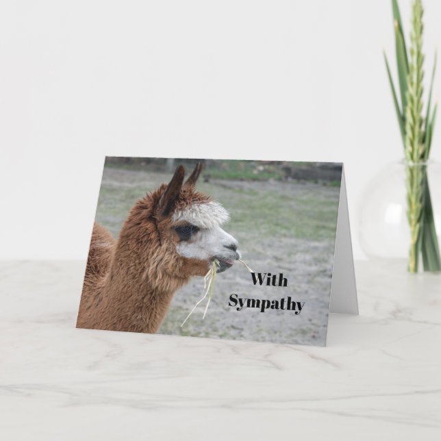 Alpaca Eating Hay Animal Foto Beileid Karte (Vorderseite)