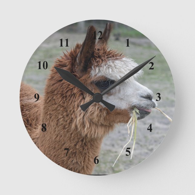 Alpaca Eating Hay Animal Foto Runde Wanduhr (Vorderseite)