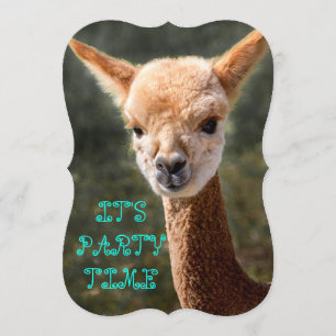Alpaca Einladung