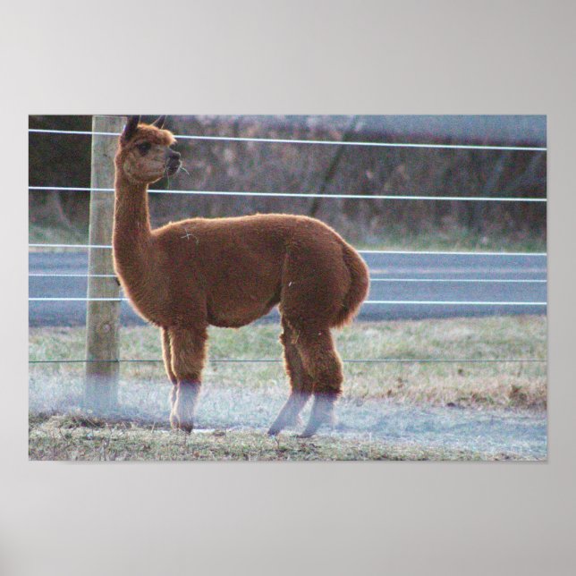 Alpaca Foto Poster (Vorne)