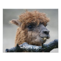 Alpaca