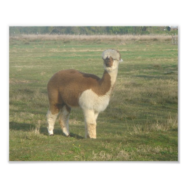 Alpaca Fotodruck (Vorne)