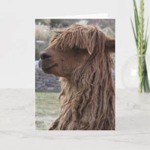 ALPACA FOTOGRAFIE BIRTHDAY CARD KARTE