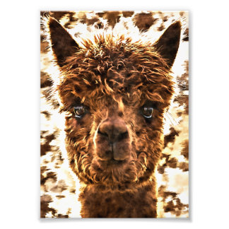 Alpaca Full Faces Fotodruck