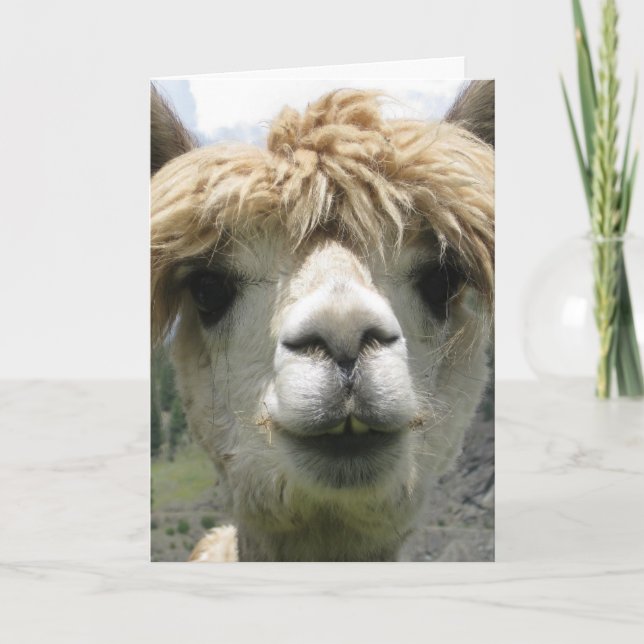 ALPACA FUNNY BIRTHDAY CARD KARTE (Vorderseite)