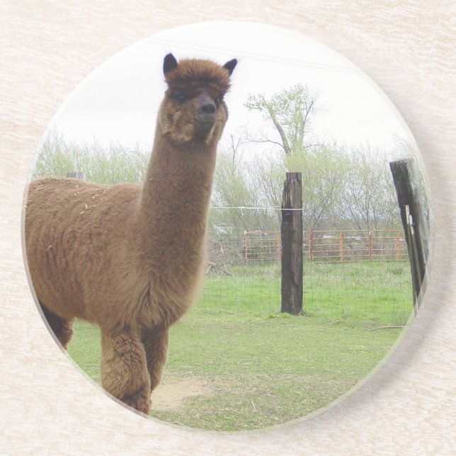 Alpaca-Gestüt Sandstein Untersetzer (Vorne)