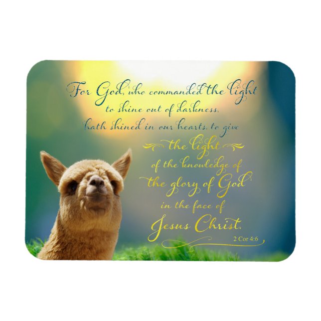 Alpaca Gold Aquamarine Bibel Verse Foto Magnet (Horizontal)