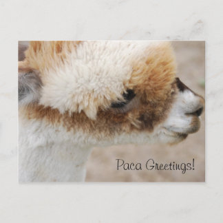 Alpaca Grüße! Postkarte