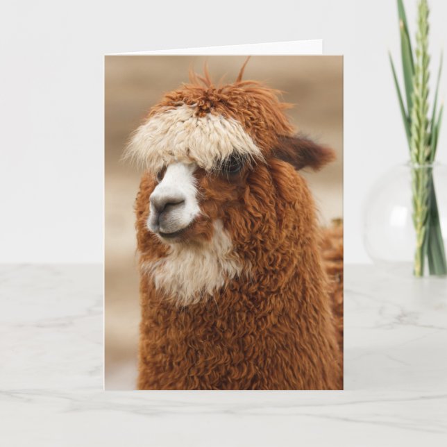 Alpaca Grußkarte Karte (Vorderseite)