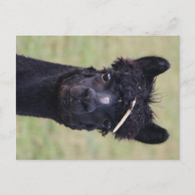 Alpaca Hay Day! Postkarte (Vorderseite)