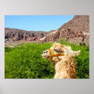 Alpaca in der Nähe von Salta, Argentinien Poster