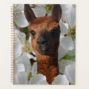 Alpaca in weißen Blüten, Planer