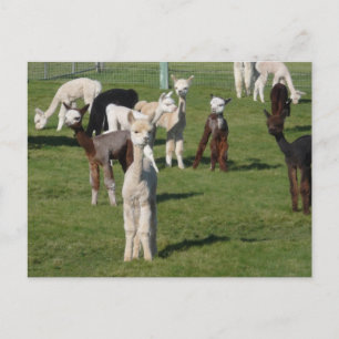 Alpaca-Jugendliche Postkarte