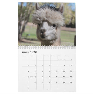 Alpaca-Kalender 2021 Kalender