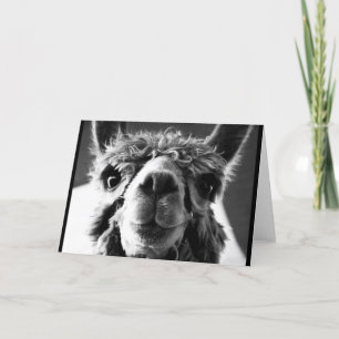 Alpaca Karte