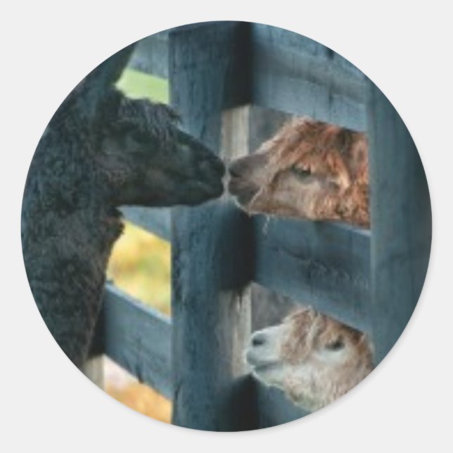 Alpaca Kissing Sticker (Vorderseite)