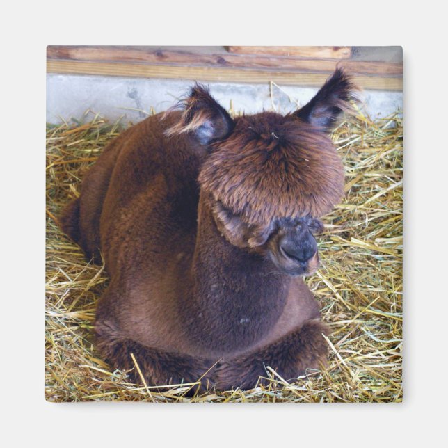 Alpaca Magnet (Vorne)
