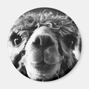 Alpaca Magnet