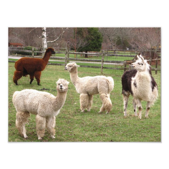 Alpaca Melange ~ Photo (Devant)