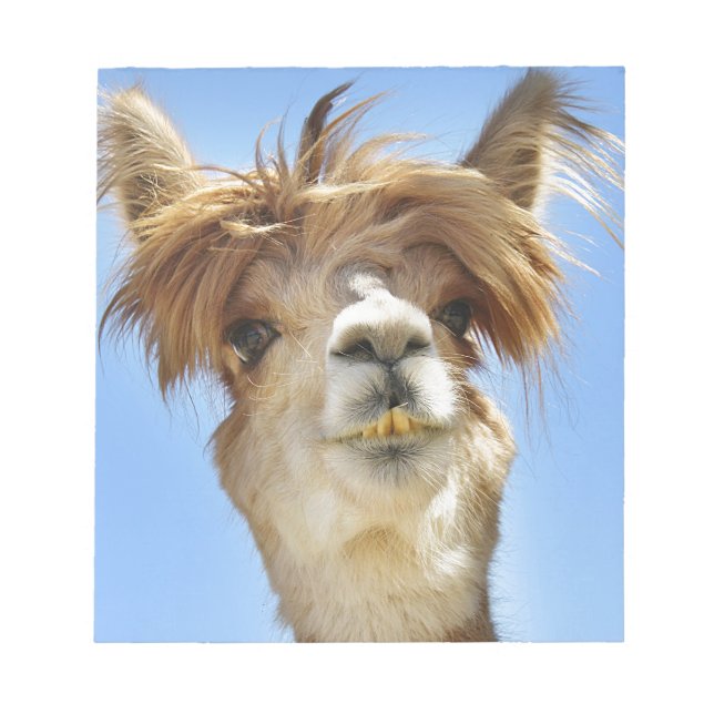 Alpaca mit Crazy Hair Notizblock (Vorderseite)