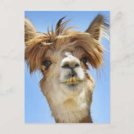 Alpaca mit Crazy Hair Postkarte