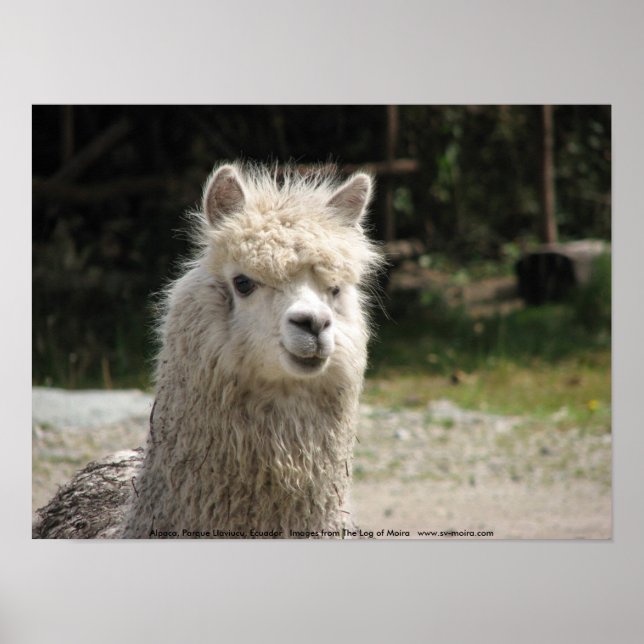 Alpaca, Parque Llaviucu, Ecuador Poster (Vorne)