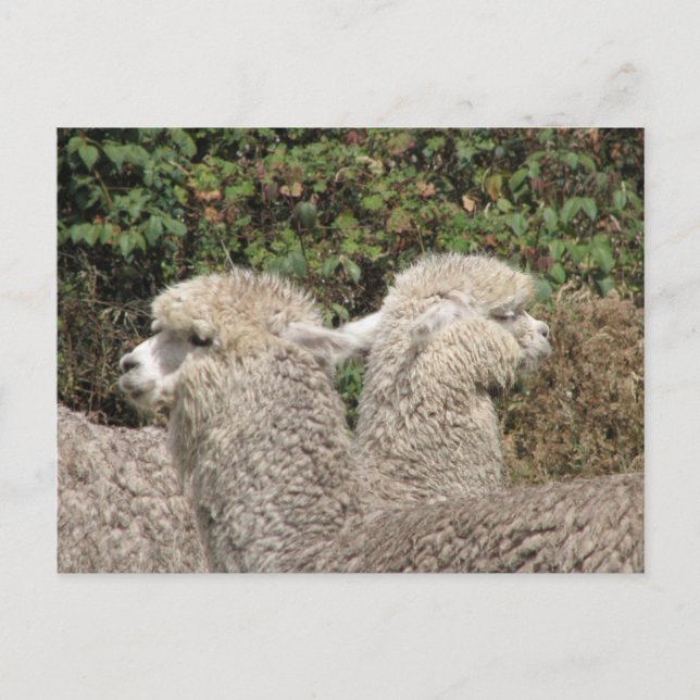 Alpaca, Parque Llaviucu, Ecuador Postkarte (Vorderseite)