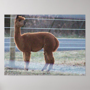 Alpaca Photo  Poster