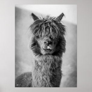 Alpaca Portrait Schwarz-Weiß Poster