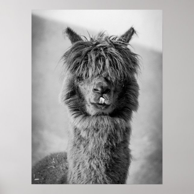 Alpaca Portrait Schwarz-Weiß Poster (Vorne)
