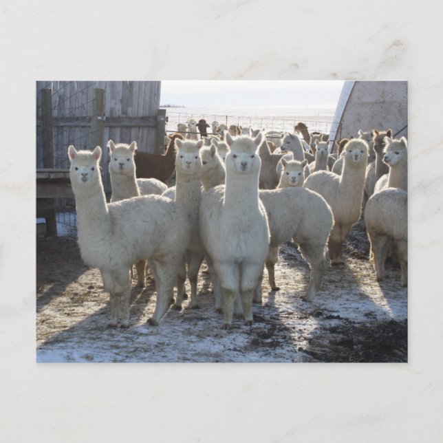 Alpaca Post Card Postkarte (Vorderseite)